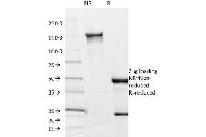 Flagellin antibody