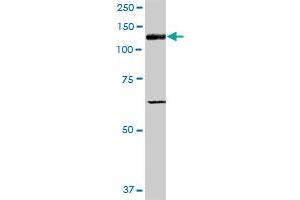 ITGAV MaxPab polyclonal antibody. (CD51 antibody  (AA 1-1048))