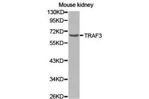 Western Blotting (WB) image for anti-TNF Receptor-Associated Factor 3 (TRAF3) antibody (ABIN1875193) (TRAF3 antibody)