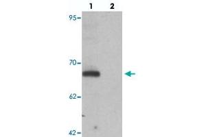 Western blot analysis of KPNA5 in EL4 cell lysate with KPNA5 polyclonal antibody  at 1 ug/mL in (lane 1) the absence and (lane 2) the presence of blocking peptide. (KPNA5 antibody  (N-Term))