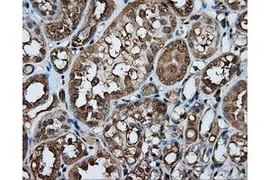 Immunohistochemical staining of paraffin-embedded liver tissue using anti-PPP5C mouse monoclonal antibody.