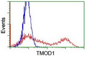 HEK293T cells transfected with either RC201134 overexpress plasmid (Red) or empty vector control plasmid (Blue) were immunostained by anti-TMOD1 antibody (ABIN2454777), and then analyzed by flow cytometry. (Tropomodulin 1 antibody)