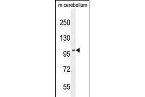 ADTS10 Antibody (N-term) (ABIN654061 and ABIN2843959) western blot analysis in mouse cerebellum tissue lysates (35 μg/lane). (ADAMTS10 antibody  (N-Term))