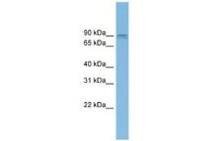 Image no. 1 for anti-ArfGAP with GTPase Domain, Ankyrin Repeat and PH Domain 2 (AGAP2) (AA 719-768) antibody (ABIN6744970) (AGAP2 antibody  (AA 719-768))