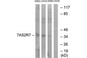 Western Blotting (WB) image for anti-Taste Receptor, Type 2, Member 7 (TAS2R7) (AA 47-96) antibody (ABIN2891097) (TAS2R7 antibody  (AA 47-96))