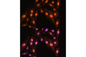 Immunofluorescence analysis of H9C2 cells using BRMS1 Rabbit pAb (ABIN7265929) at dilution of 1:100. (BRMS1 antibody  (AA 90-210))