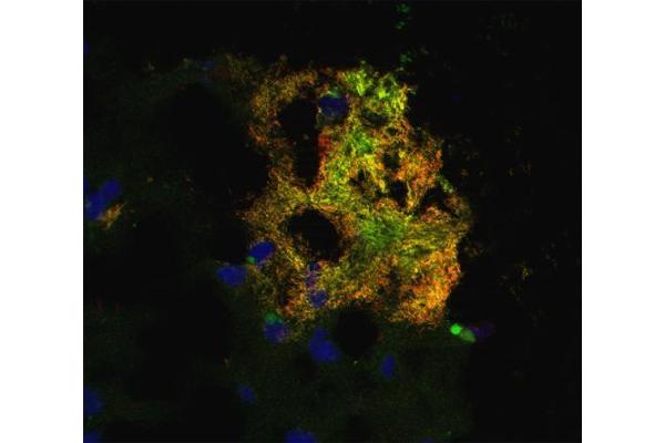 Abeta 1-42 antibody  (AA 37-42)