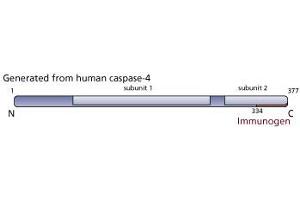 Image no. 1 for anti-Caspase 4, Apoptosis-Related Cysteine Peptidase (CASP4) antibody (ABIN967534) (Caspase 4 antibody)