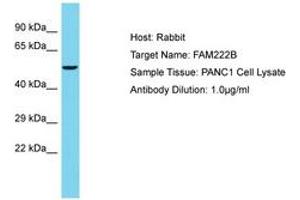 Image no. 1 for anti-Family with Sequence Similarity 222, Member B (FAM222B) (AA 435-484) antibody (ABIN6750640)