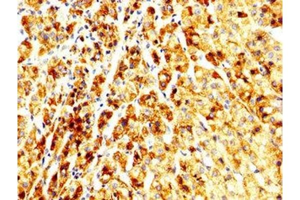 ALG11 antibody  (AA 416-480)
