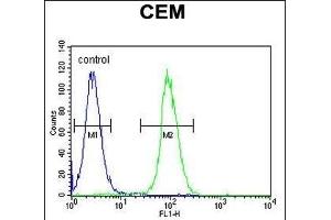 LIPC Antibody (N-term) (ABIN655196 and ABIN2844812) flow cytometric analysis of CEM cells (right histogram) compared to a negative control cell (left histogram). (LIPC antibody  (N-Term))