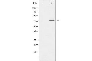 Western blot analysis of FOXO1/3/4-pan phosphorylation expression in Serum treated 293 whole cell lysates,The lane on the left is treated with the antigen-specific peptide. (FOXO1/3/4-pan antibody  (pThr24, pThr32))