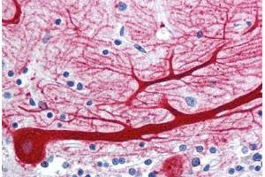 Anti-WNT10B antibody  ABIN1049470 IHC staining of human brain, cerebellum. (WNT10B antibody  (Internal Region))