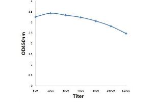 Antigen: 0. (LEPREL2 antibody  (AA 351-450))