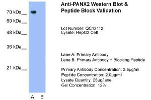 Host:  Rabbit  Target Name:  PANX2  Sample Type:  HepG2  Lane A:  Primary Antibody  Lane B:  Primary Antibody + Blocking Peptide  Primary Antibody Concentration:  2. (Pannexin 2 antibody  (N-Term))