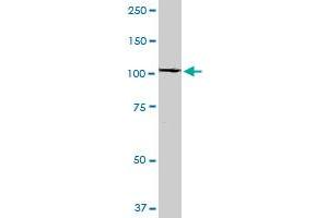 RABEP1 monoclonal antibody (M06), clone 3H6. (RABEP1 antibody  (AA 765-862))