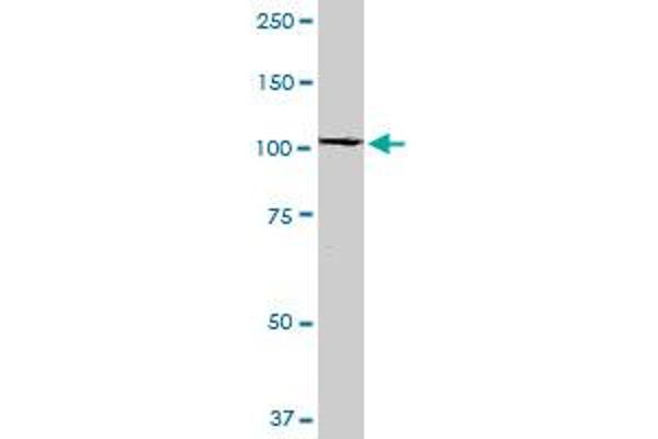 RABEP1 antibody  (AA 765-862)