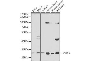 Western blot analysis of extracts of various cell lines, using Endo G antibody (ABIN1679714, ABIN3015249, ABIN3015251 and ABIN6213901) at 1:1000 dilution. (Endonuclease G antibody  (AA 49-297))