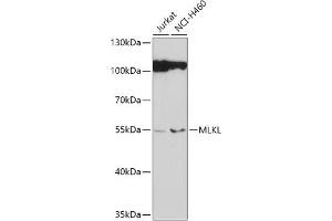 Western blot analysis of extracts of various cell lines, using MLKL antibody (ABIN6130557, ABIN6143881, ABIN6143885 and ABIN6217453) at 1:1000 dilution. (MLKL antibody)