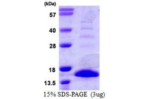 SDS-PAGE (SDS) image for S100 Calcium Binding Protein A9 (S100A9) (AA 1-113) protein (His tag) (ABIN667929) (S100A9 Protein (AA 1-113) (His tag))