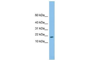 FAM19A4 antibody used at 1 ug/ml to detect target protein.