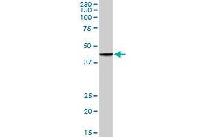 POU2F2 MaxPab rabbit polyclonal antibody. (Oct-2 antibody  (AA 1-400))