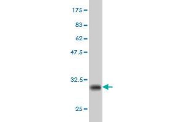 EHD3 antibody  (AA 357-406)