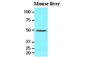 The extracts of mouse liver (30 ug) were resolved by SDS-PAGE, transferred to nitrocellulose membrane and probed with anti-human EPHX1 (1:1000).