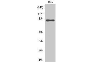 Western Blotting (WB) image for anti-RAD17 (RAD17) (pSer645) antibody (ABIN3172995) (RAD17 antibody  (pSer645))