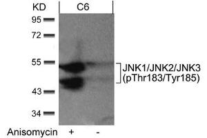 Western blot analysis of extracts from C6 cells untreated or treated with anisomycin using JNK1/JNK2/JNK3(phospho-Thr183/Tyr185) Antibody. (MAPK8/MAPK9/MAPK1 (pThr183), (pTyr185) antibody)