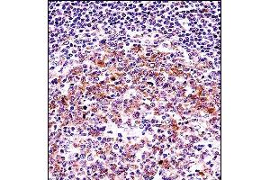 VASP Antibody (C-term) (ABIN657920 and ABIN2846867) immunohistochemistry analysis in formalin fixed and paraffin embedded human tonsil tissue followed by peroxidase conjugation of the secondary antibody and DAB staining. (VASP antibody  (C-Term))