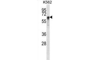 Western Blotting (WB) image for anti-Nuclear RNA Export Factor 1 (NXF1) antibody (ABIN2998058)