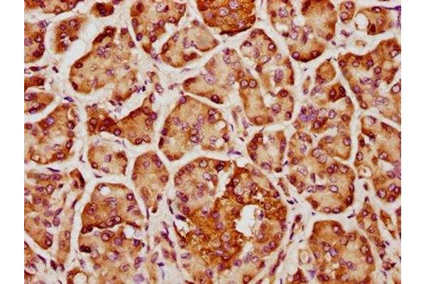 CCDC81 antibody  (AA 228-323)