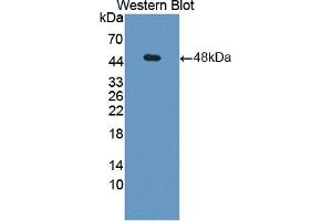 Western blot analysis of recombinant Human PGK1. (PGK1 antibody  (AA 2-417))