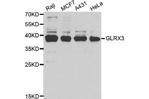 Western Blotting (WB) image for anti-Glutaredoxin 3 (GLRX3) antibody (ABIN1980259) (GLRX3 antibody)