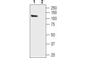 Western Blotting (WB) image for anti-Hyperpolarization Activated Cyclic Nucleotide-Gated Potassium Channel 1 (HCN1) (AA 6-24), (Intracellular) antibody (ABIN7043277)