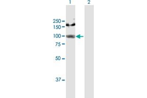AGGF1 antibody  (AA 1-714)