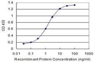 Detection limit for recombinant GST tagged COG3 is 0. (COG3 antibody  (AA 25-124))