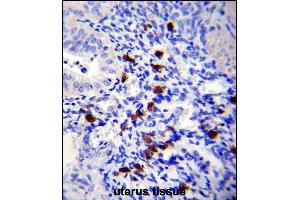 TNN Antibody (Center) (ABIN657541 and ABIN2846556) immunohistochemistry analysis in formalin fixed and paraffin embedded human uterus tissue followed by peroxidase conjugation of the secondary antibody and DAB staining. (Tenascin N antibody  (AA 587-615))