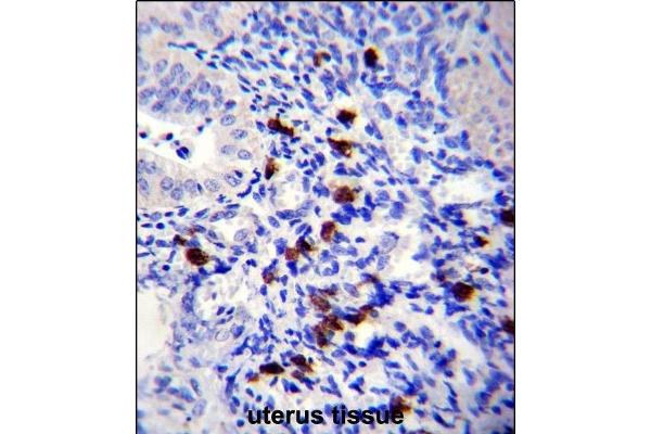 Tenascin N antibody  (AA 587-615)