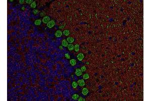 Indirect immunostaining of PFA fixed, paraffin embedded mouse cerebellum section with anti RIM 1 (dilution 1 : 500; red) and Guinea pig anti-Calbindin (, dilution 1 : 500; green). (Regulating Synaptic Membrane Exocytosis 1 (RIMS1) (AA 596-705) antibody)