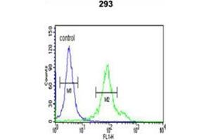 Flow cytometric analysis of 293 cells using CYP27B1 Antibody (C-term) Cat. (CYP27B1 antibody  (C-Term))
