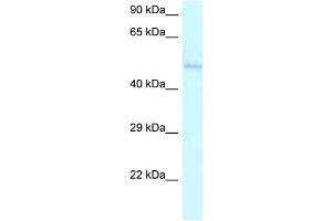 WB Suggested Anti-AMBN Antibody Titration: 1. (AMBN antibody  (C-Term))