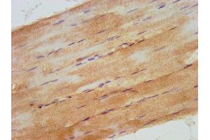 IHC image of ABIN7168050 diluted at 1:500 and staining in paraffin-embedded human skeletal muscle tissue performed on a Leica BondTM system.