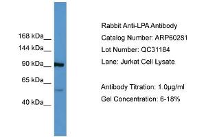 WB Suggested Anti-LPA  Antibody Titration: 0. (LPA antibody  (Middle Region))
