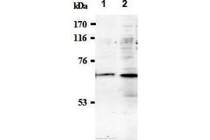 Western Blotting (WB) image for anti-Synaptotagmin I (SYT1) (AA 1-20), (N-Term) antibody (ABIN1449190)