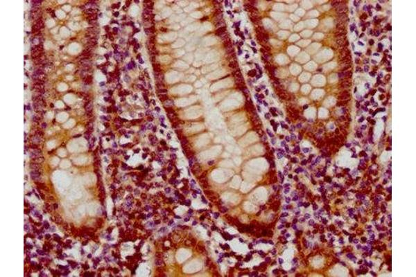 GLIS3 antibody  (AA 527-663)