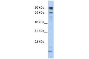WB Suggested Anti-MSL2L1 Antibody Titration:  0. (MSL2 antibody  (N-Term))