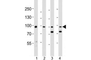 Western blot analysis of lysate from 1) human A431, 2) mouse NIH3T3 cell line, 3) mouse brain and 4) rat brain tissue lysate using Ephb1 antibody at 1:1000. (EPH Receptor B1 antibody  (AA 374-409))