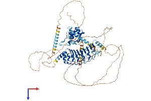 AlphaFold protein structure predicition of Mouse Recombinant Lrch2 Protein, UniprotID Q3UMG5 (LRCH2 Protein (AA 1-773) (His tag))